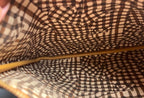 sc:/i/m/img_8393_1.jpeg